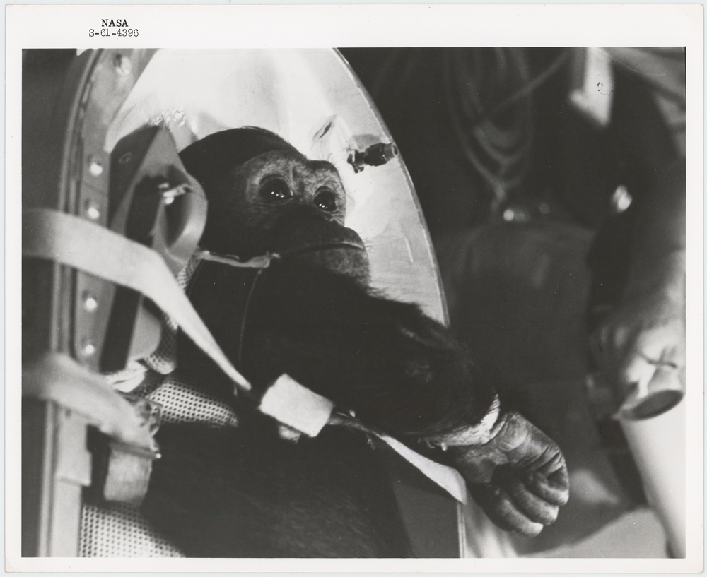 Enos the Chimp, first hominid sent by Nasa to Orbit.